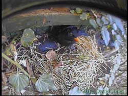 Male Blackbird inspects potential nest site, 4 April 2012
