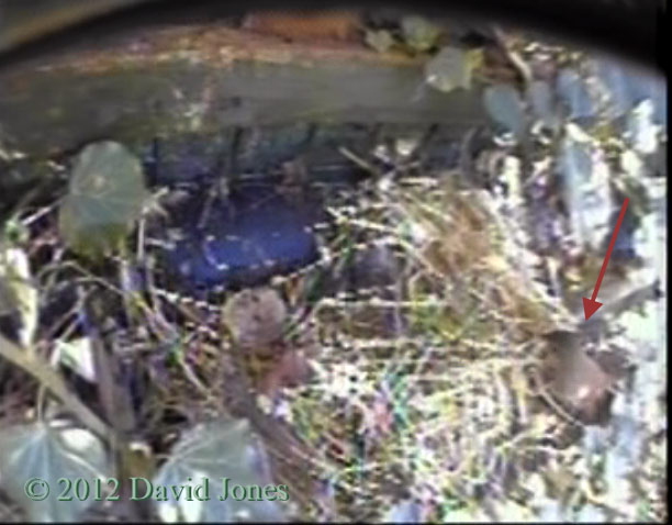Wren visits nest site to collect straw, 4 April 2012