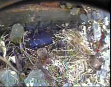 Wren visits nest site to collect straw, 4 April 2012
