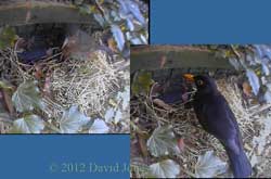Blackbirds visit potential nest site this morning, 5 April 2012