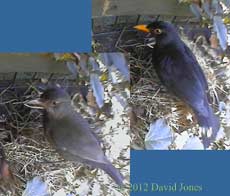 Blackbirds visit nest box roof, 6 April 2012