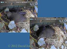 Female Blackbird performs shuffles, 7 April 2012