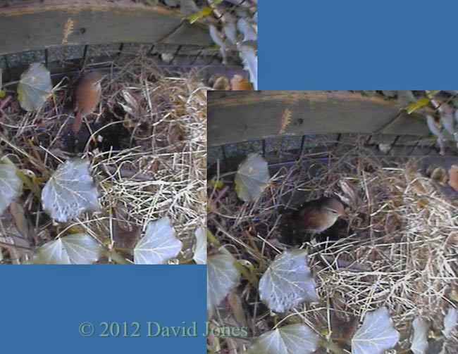 Wren visits roof of nest box, 8 April 2012