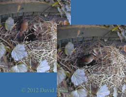 Wren visits roof of nest box, 8 April 2012