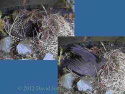 Blackbird returns to nest site, 9 April 2012