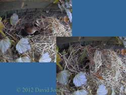 Nest site compared 8/9 April, 2012