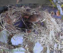 Wren 'steals' from Blackbirds' nest, 9 April 2012