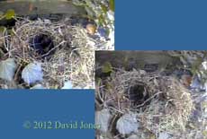 Possible activity at nest box roof site, 20 April, 2012