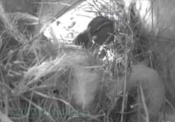Sparrow chick is fed by its mother, 24 April 2012