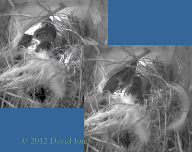 Sparrow chicks greet their mother, 27 April 2012