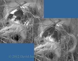 Sparrow chicks greet their mother, 27 April 2012