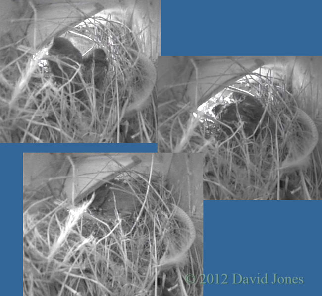 The Sparrow chicks look out, 29 April 2012