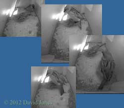 Sparrows mating in SW(up), 29 April 2012