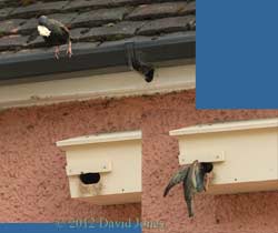 Starlings using my neighbour's nest box, 29 April 2012