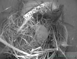 Sparrow chick due to fledge, 30 April 2012