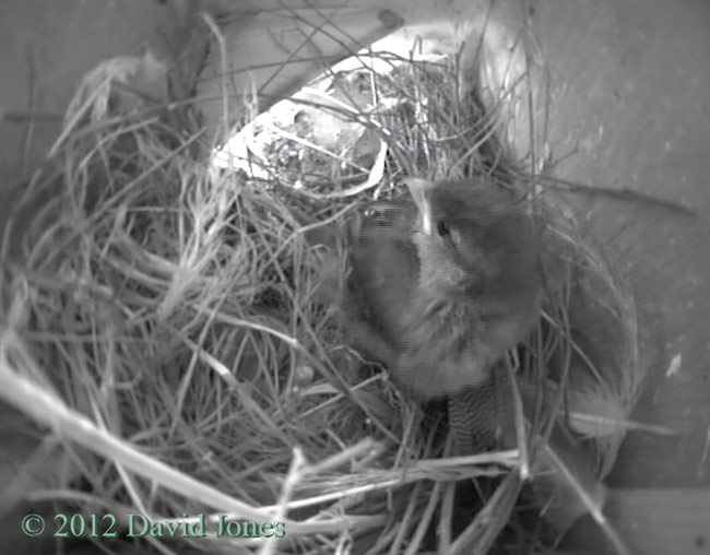 Sparrow chick on top of nest, 30 April 2012