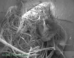 Sparrow chick on top of nest, 30 April 2012