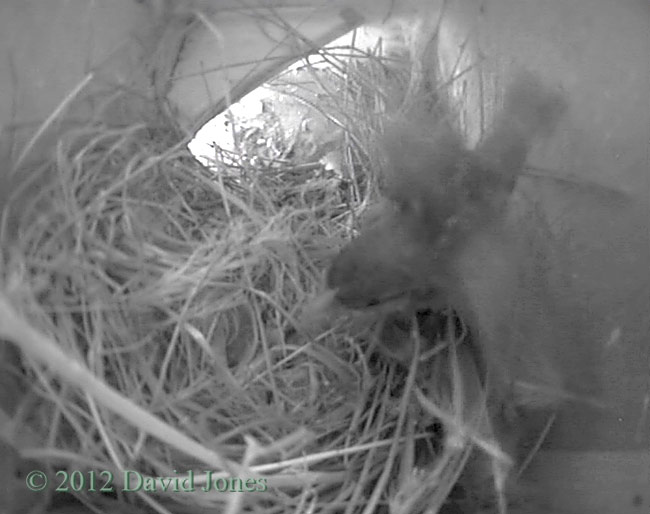 A Sparrow chick exercises its wings, 30 April 2012