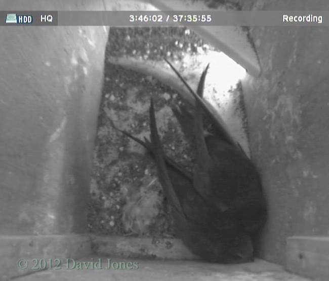 Swift pair in SW(ri) this morning, 5 June 2012