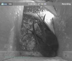 Swift pair in SW(ri) this morning, 5 June 2012