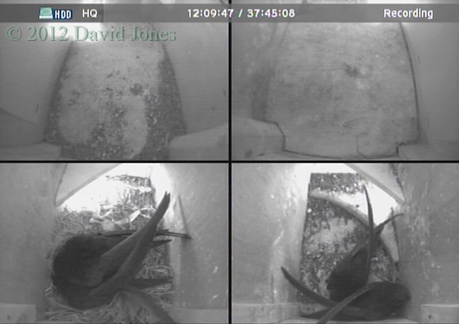 Swift nest boxes after 5pm this afternoon, 5 June 2012