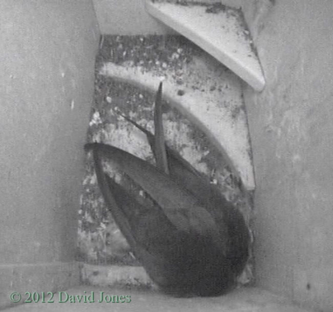 Swift pair in SW(ri) tonight, 5 June 2012