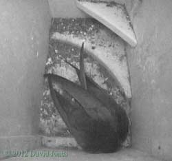 Swift pair in SW(ri) tonight, 5 June 2012