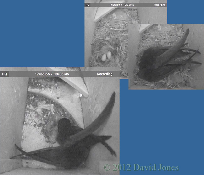 Swifts (and eggs) in our nest boxes tonight, 12 June 2012