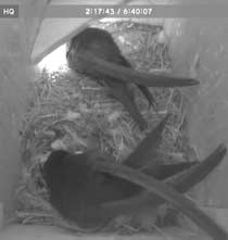 Swifts in SW(le) this morning - broken shell? 15 June 2012