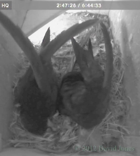 First glimpses of the chick in SW(le) - 1, 15 June 2012