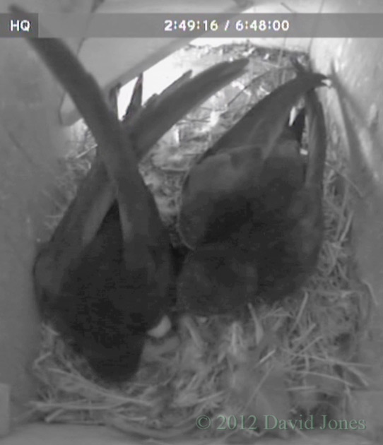 First glimpses of the chick in SW(le) - 2, 15 June 2012