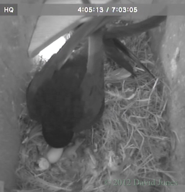 Newly hatched Swift chick at 8.05am, 15 June 2012