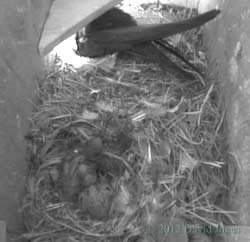 Swift chicks in SW(le), 22 June 2012