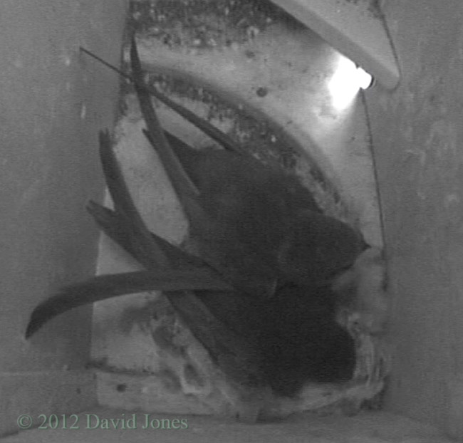 Swift pair in SW(ri) tonight, 22 June 2012