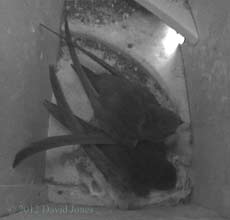 Swift pair in SW(ri) tonight, 22 June 2012