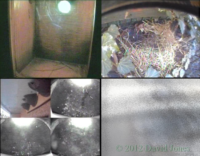 Nest box cameras - set 1, 26 March 2012