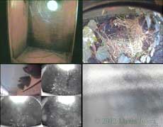 Nest box cameras - set 1, 26 March 2012
