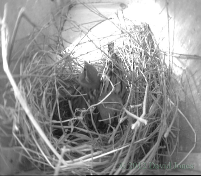 Nesting House Sparrows (cctv image), 26 March 2012