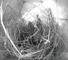 Nesting House Sparrows (cctv image), 26 March 2012
