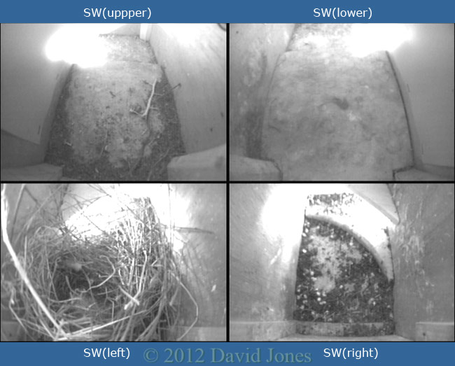 Nest box cameras - set 2 (Swifts), 26 March 2012