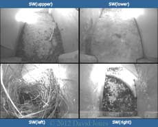 Nest box cameras - set 2 (Swifts), 26 March 2012