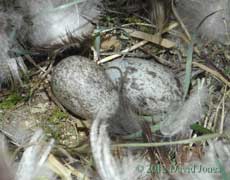 Eggs in the Sparrows' nest, 28 March 2012