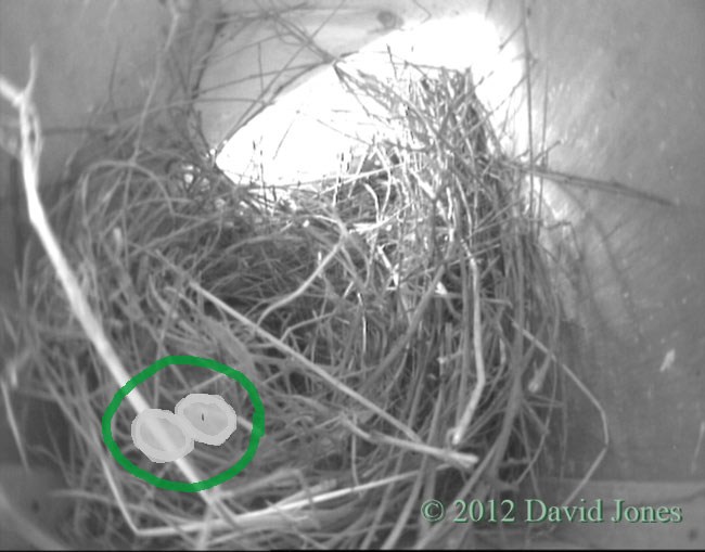 Position of nest cup and eggs in Sparrows' nest, 28 March 2012
