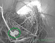 Position of nest cup and eggs in Sparrows' nest, 28 March 2012