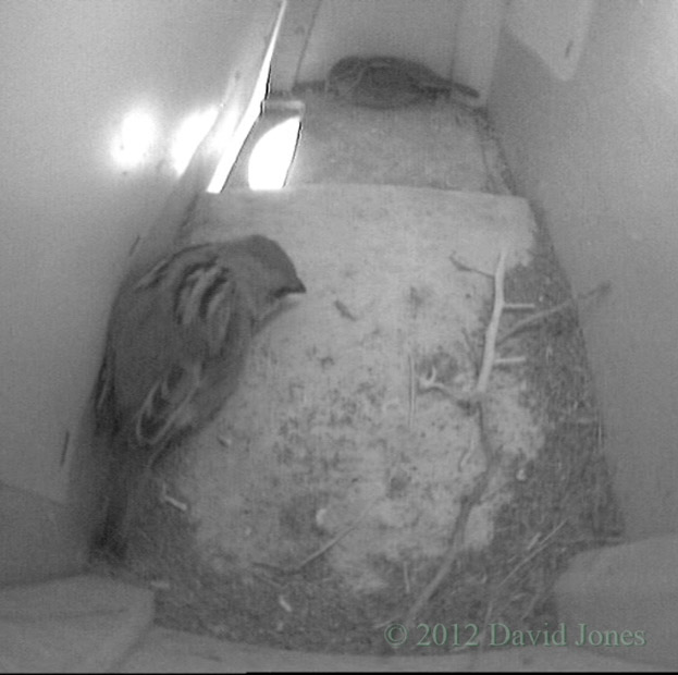 Sparrows roosting in box SW(up), 28 March 2012