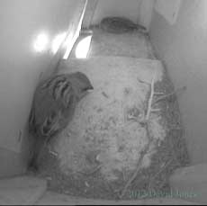 Sparrows roosting in box SW(up), 28 March 2012