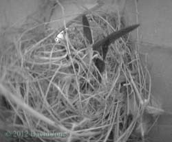 A Swift arrives in the Sparrows' nest, 1 May 2012