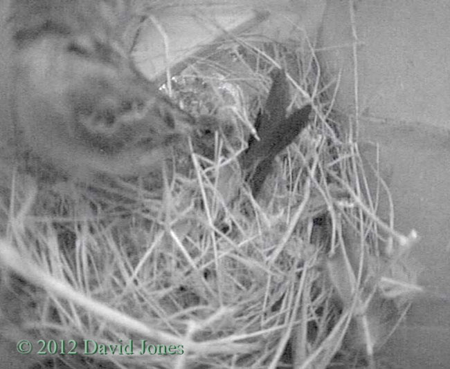 Female Sparrow escapes from Swift, 1 May 2012