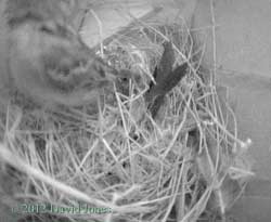 Female Sparrow escapes from Swift, 1 May 2012