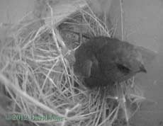Swift climbs on top of Sparrow dome, 1 May 2012
